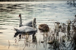 Swans-4