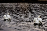 Swans-5