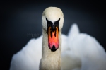 Swans-7